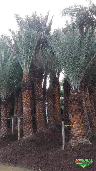 Imagem MUDAS DE ÁRVORES NATIVAS Imagem MUDAS DE ÁRVORES NATIVAS