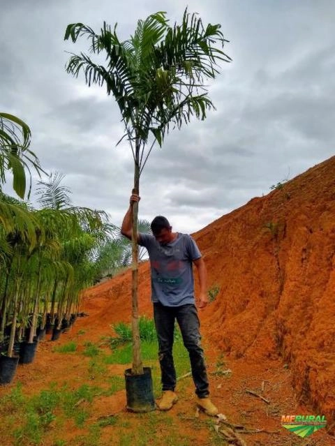 Imagem MUDAS DE ÁRVORES NATIVAS Imagem MUDAS DE ÁRVORES NATIVAS