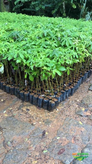 Imagem MUDAS DE ÁRVORES NATIVAS Imagem MUDAS DE ÁRVORES NATIVAS