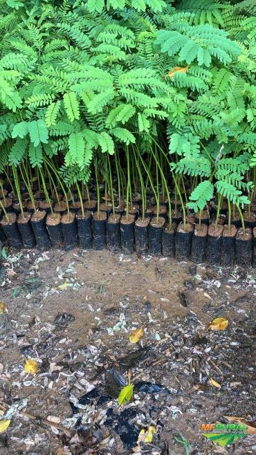 Imagem MUDAS DE ÁRVORES NATIVAS Imagem MUDAS DE ÁRVORES NATIVAS