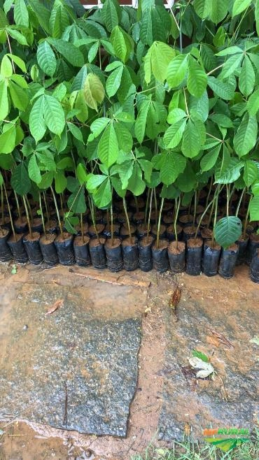 Imagem MUDAS DE ÁRVORES NATIVAS Imagem MUDAS DE ÁRVORES NATIVAS