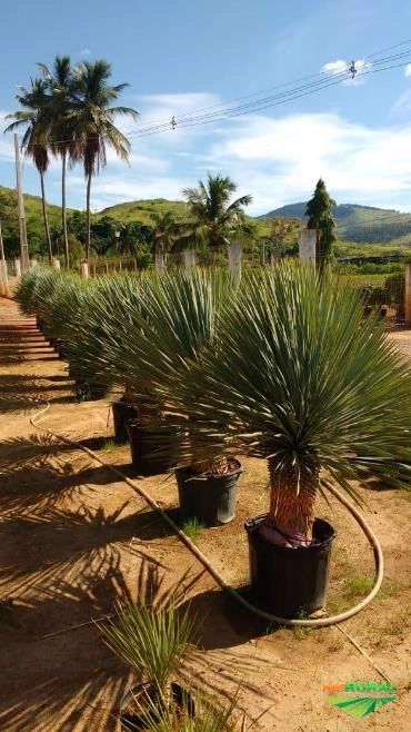 Imagem MUDAS DE ÁRVORES NATIVAS Imagem MUDAS DE ÁRVORES NATIVAS