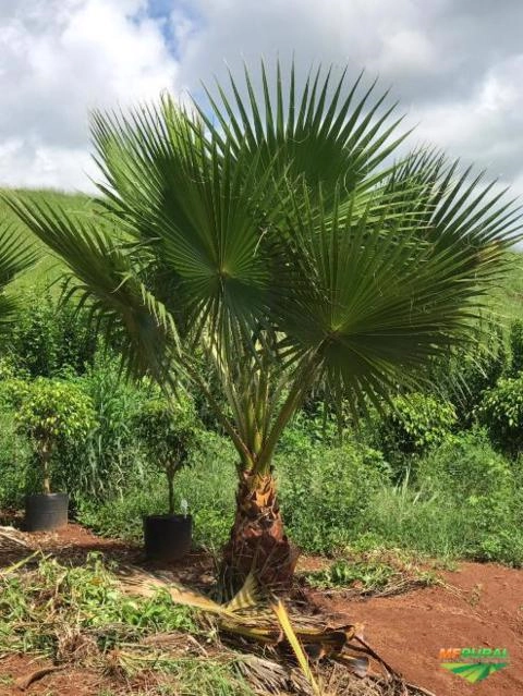 Imagem MUDAS DE ÁRVORES NATIVAS Imagem MUDAS DE ÁRVORES NATIVAS
