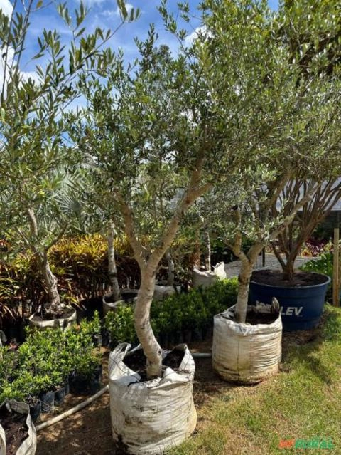 Imagem MUDAS DE ÁRVORES NATIVAS Imagem MUDAS DE ÁRVORES NATIVAS