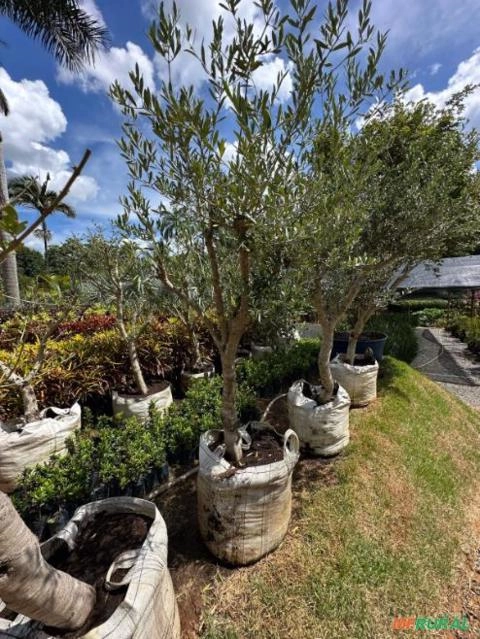 Imagem MUDAS DE ÁRVORES NATIVAS Imagem MUDAS DE ÁRVORES NATIVAS