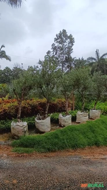 Imagem MUDAS DE ÁRVORES NATIVAS Imagem MUDAS DE ÁRVORES NATIVAS