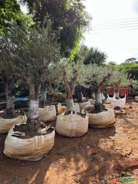 Imagem MUDAS DE ÁRVORES NATIVAS Imagem MUDAS DE ÁRVORES NATIVAS