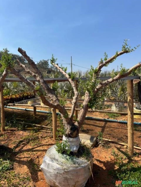 Imagem MUDAS DE ÁRVORES NATIVAS Imagem MUDAS DE ÁRVORES NATIVAS