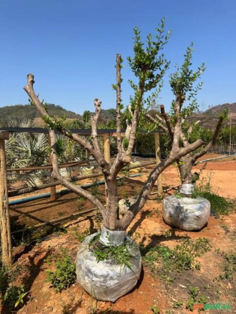 Imagem MUDAS DE ÁRVORES NATIVAS Imagem MUDAS DE ÁRVORES NATIVAS