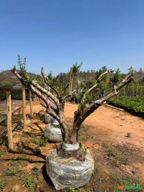 Imagem MUDAS DE ÁRVORES NATIVAS Imagem MUDAS DE ÁRVORES NATIVAS