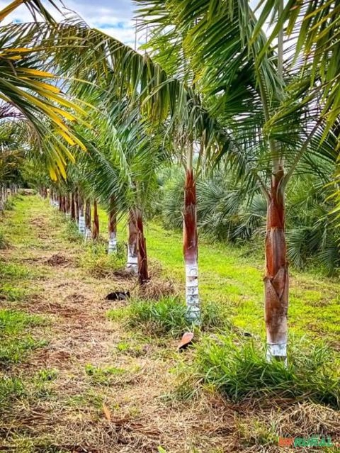 Imagem MUDAS DE ÁRVORES NATIVAS Imagem MUDAS DE ÁRVORES NATIVAS