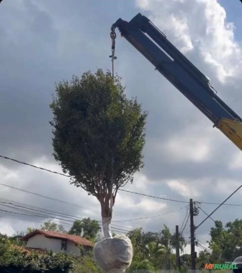 Imagem MUDAS DE ÁRVORES NATIVAS Imagem MUDAS DE ÁRVORES NATIVAS