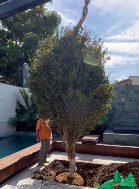 Imagem MUDAS DE ÁRVORES NATIVAS Imagem MUDAS DE ÁRVORES NATIVAS