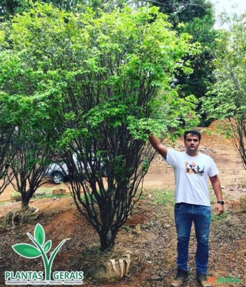 Imagem MUDAS DE ÁRVORES NATIVAS Imagem MUDAS DE ÁRVORES NATIVAS