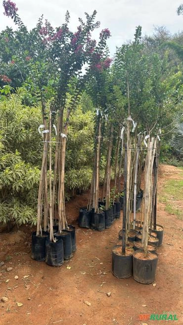 Imagem MUDAS DE ÁRVORES NATIVAS Imagem MUDAS DE ÁRVORES NATIVAS