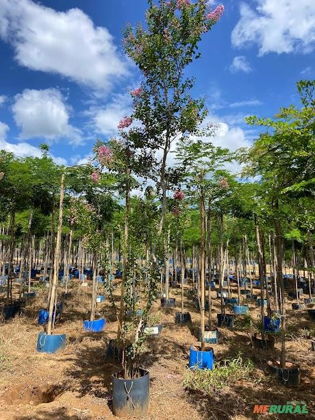 Imagem MUDAS DE ÁRVORES NATIVAS Imagem MUDAS DE ÁRVORES NATIVAS