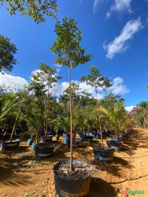 Imagem MUDAS DE ÁRVORES NATIVAS Imagem MUDAS DE ÁRVORES NATIVAS