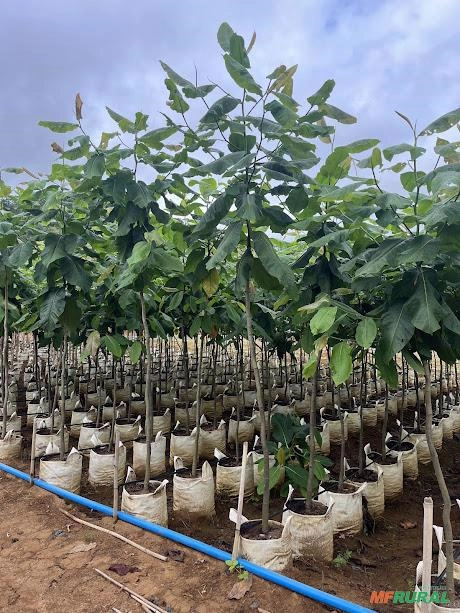 Imagem MUDAS DE ÁRVORES NATIVAS Imagem MUDAS DE ÁRVORES NATIVAS