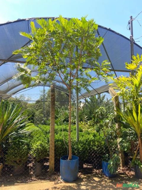 Imagem MUDAS DE ÁRVORES NATIVAS Imagem MUDAS DE ÁRVORES NATIVAS