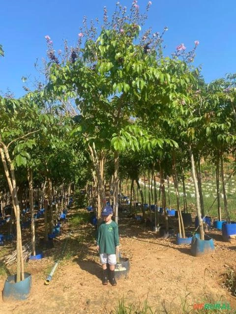 Imagem MUDAS DE ÁRVORES NATIVAS Imagem MUDAS DE ÁRVORES NATIVAS