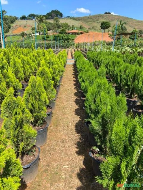 Imagem MUDAS DE ÁRVORES NATIVAS Imagem MUDAS DE ÁRVORES NATIVAS