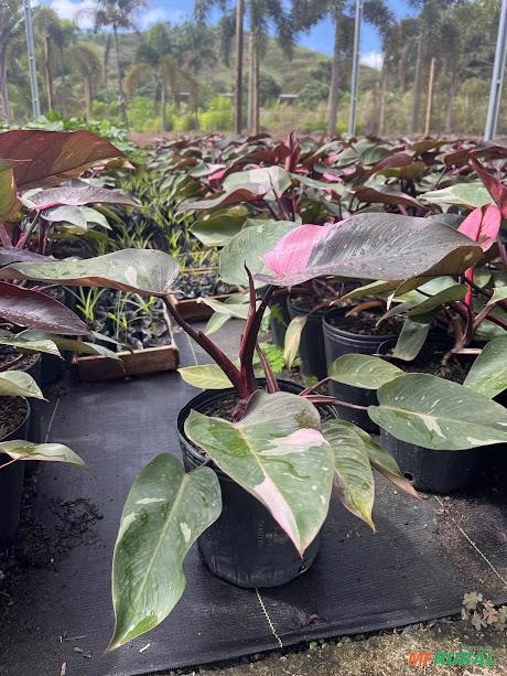 Imagem MUDAS DE ÁRVORES NATIVAS Imagem MUDAS DE ÁRVORES NATIVAS