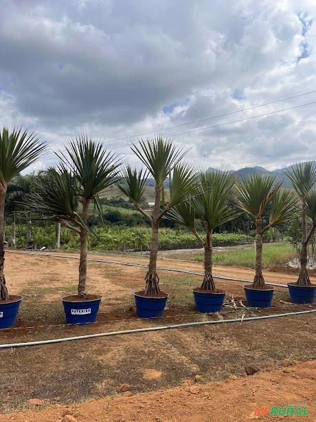 Imagem MUDAS DE ÁRVORES NATIVAS Imagem MUDAS DE ÁRVORES NATIVAS