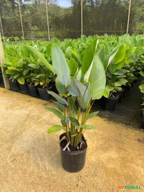 Imagem MUDAS DE ÁRVORES NATIVAS Imagem MUDAS DE ÁRVORES NATIVAS