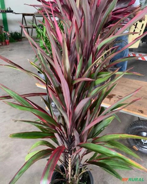 Imagem MUDAS DE ÁRVORES NATIVAS Imagem MUDAS DE ÁRVORES NATIVAS