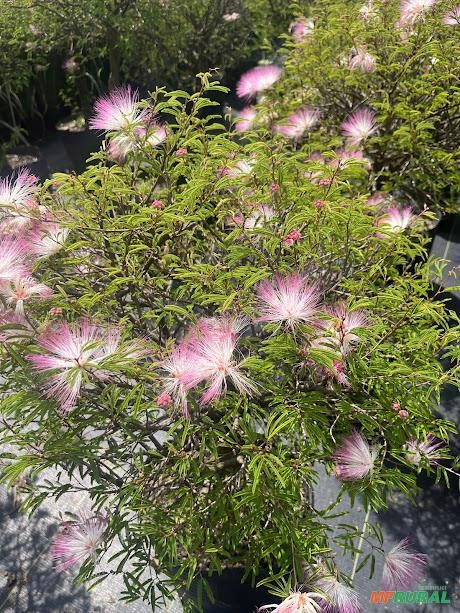 Imagem MUDAS DE ÁRVORES NATIVAS Imagem MUDAS DE ÁRVORES NATIVAS