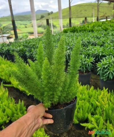 Imagem MUDAS DE ÁRVORES NATIVAS Imagem MUDAS DE ÁRVORES NATIVAS