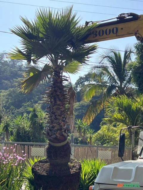 Imagem MUDAS DE ÁRVORES NATIVAS Imagem MUDAS DE ÁRVORES NATIVAS