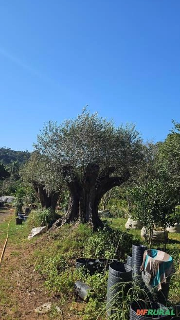 Imagem MUDAS DE ÁRVORES NATIVAS Imagem MUDAS DE ÁRVORES NATIVAS