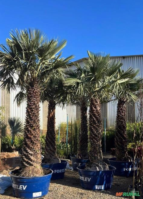 Imagem MUDAS DE ÁRVORES NATIVAS Imagem MUDAS DE ÁRVORES NATIVAS