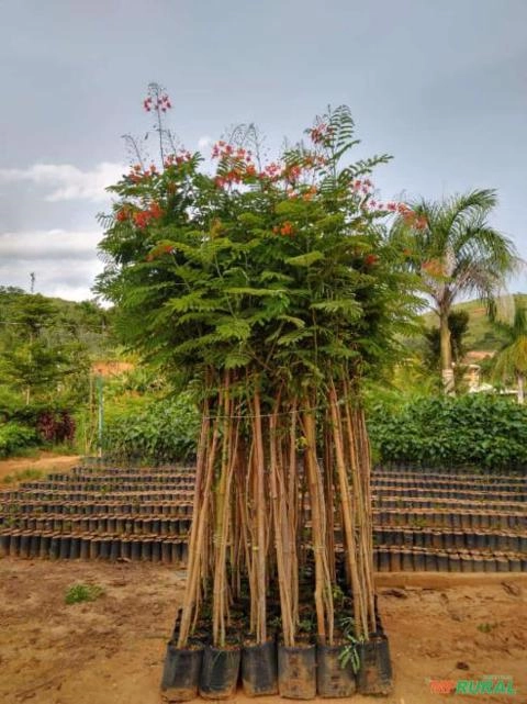 Imagem MUDAS DE ÁRVORES NATIVAS Imagem MUDAS DE ÁRVORES NATIVAS