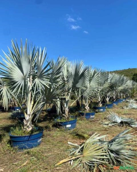 Imagem MUDAS DE ÁRVORES NATIVAS Imagem MUDAS DE ÁRVORES NATIVAS