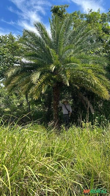Imagem MUDAS DE ÁRVORES NATIVAS Imagem MUDAS DE ÁRVORES NATIVAS