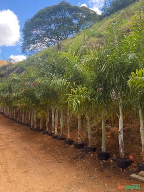 Imagem MUDAS DE ÁRVORES NATIVAS Imagem MUDAS DE ÁRVORES NATIVAS