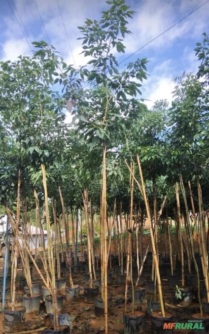 Imagem MUDAS DE ÁRVORES NATIVAS Imagem MUDAS DE ÁRVORES NATIVAS