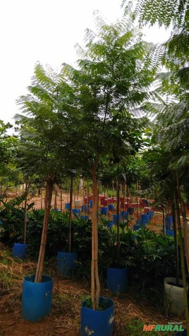 Imagem MUDAS DE ÁRVORES NATIVAS Imagem MUDAS DE ÁRVORES NATIVAS