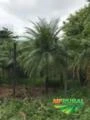 Palmeira Phoenix Gigante 5mts alt