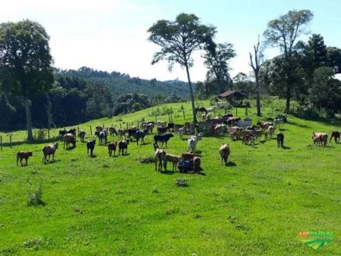 Fazenda dupla aptidão em Inacio Martins