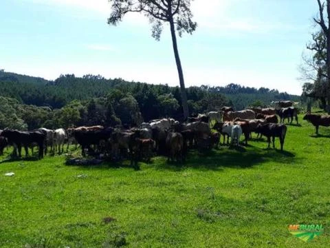 Fazenda dupla aptidão em Inacio Martins