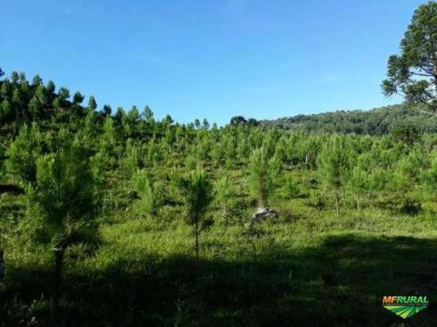 Fazenda dupla aptidão em Inacio Martins