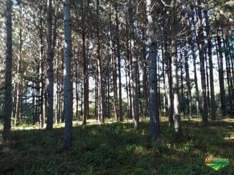 Fazenda dupla aptidão em Inacio Martins