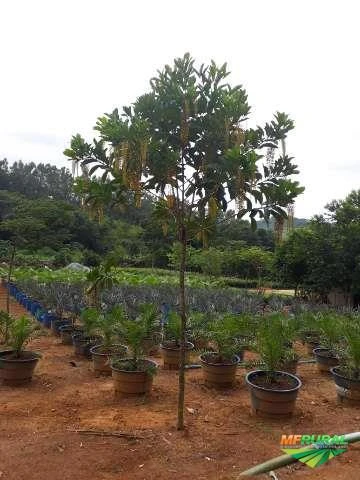 Árvores Palmeiras e Frutíferas Adultas