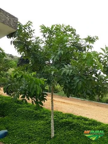 Árvores Palmeiras e Frutíferas Adultas
