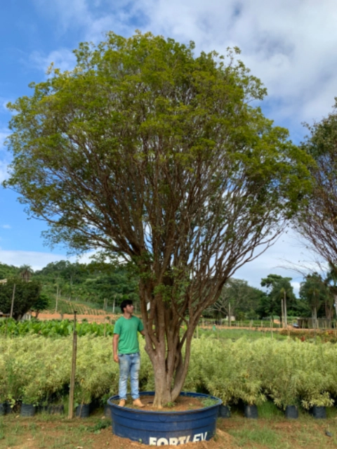 Palmeiras, plantas frutíferas, nativas e ornamentais. Bromélias, rabo de raposa, bismarck. Imagem Palmeiras, plantas frutíferas, nativas e ornamentais. Bromélias, rabo de raposa, bismarck.
