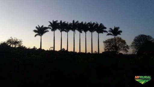 Palmeiras imperiais de 12 a 15 metros Imagem Palmeiras imperiais de 12 a 15 metros