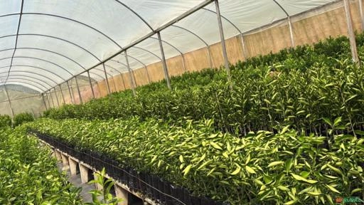 Mudas cítricas Imagem Mudas cítricas